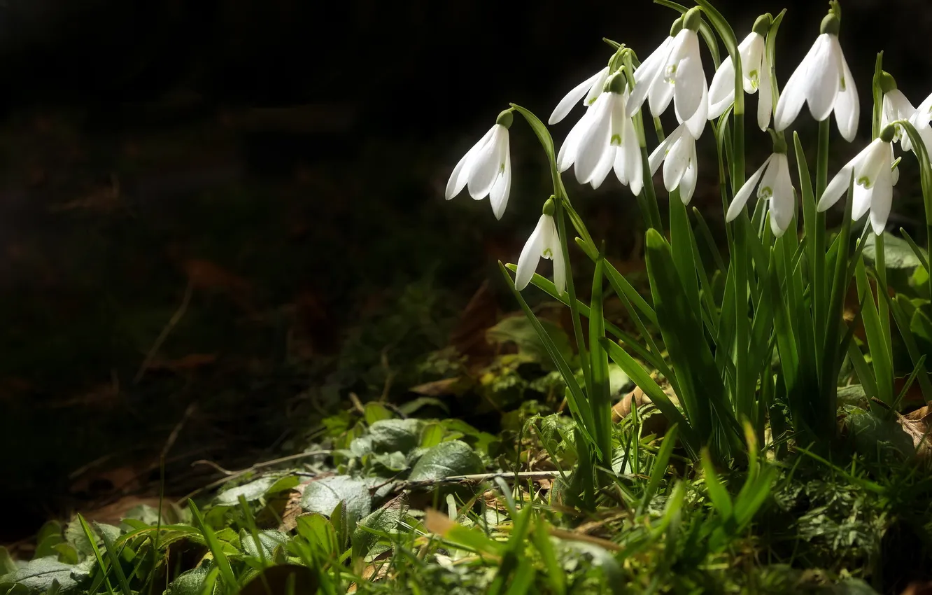 Photo wallpaper light, evening, Snow Drops