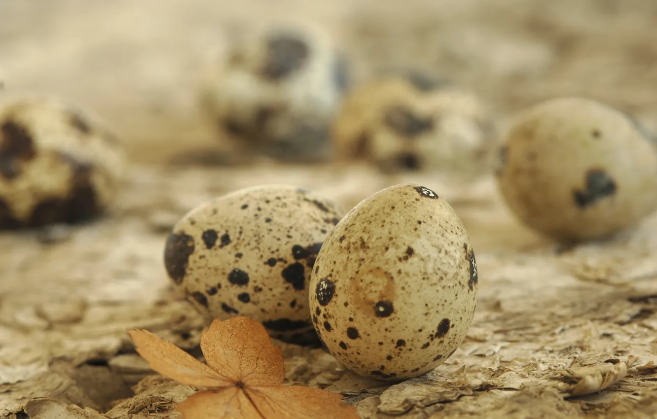 Photo wallpaper leaves, table, eggs