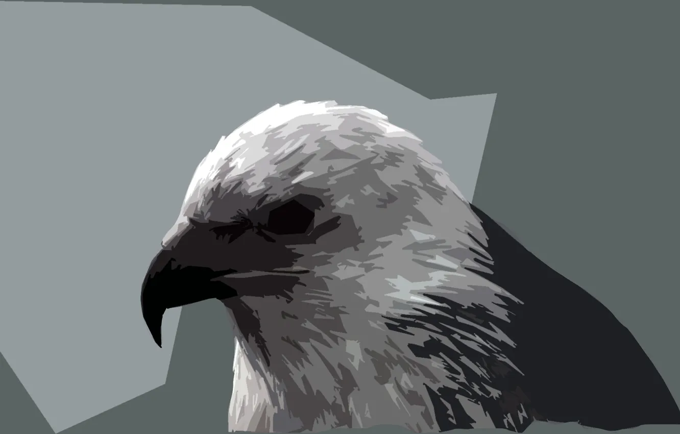 Photo wallpaper grey, beak, hawk, beautiful picture