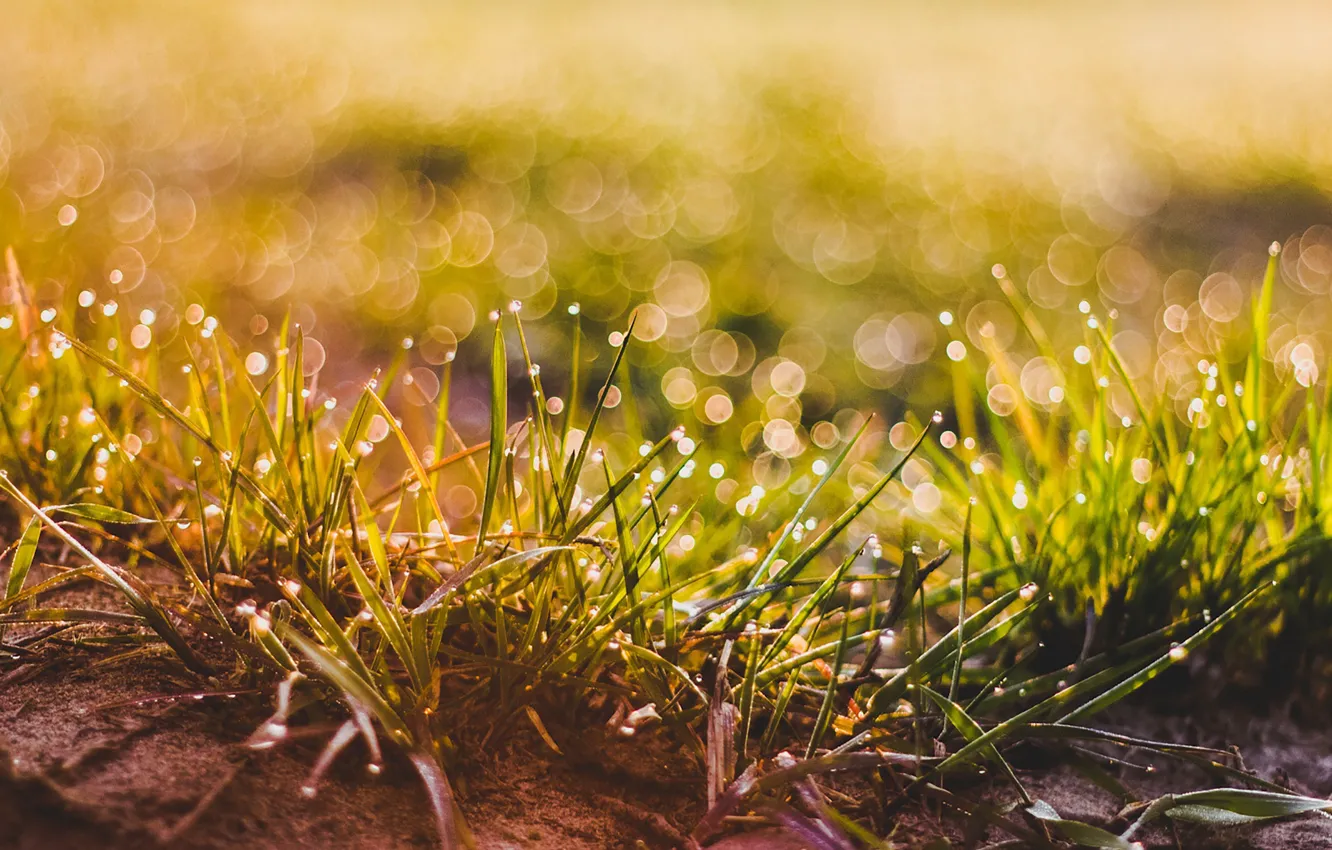 Photo wallpaper grass, bokeh, drops