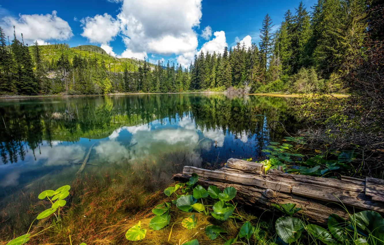 Photo wallpaper forest, clouds, landscape, nature, lake, spruce, Canada, Hadikin Lake