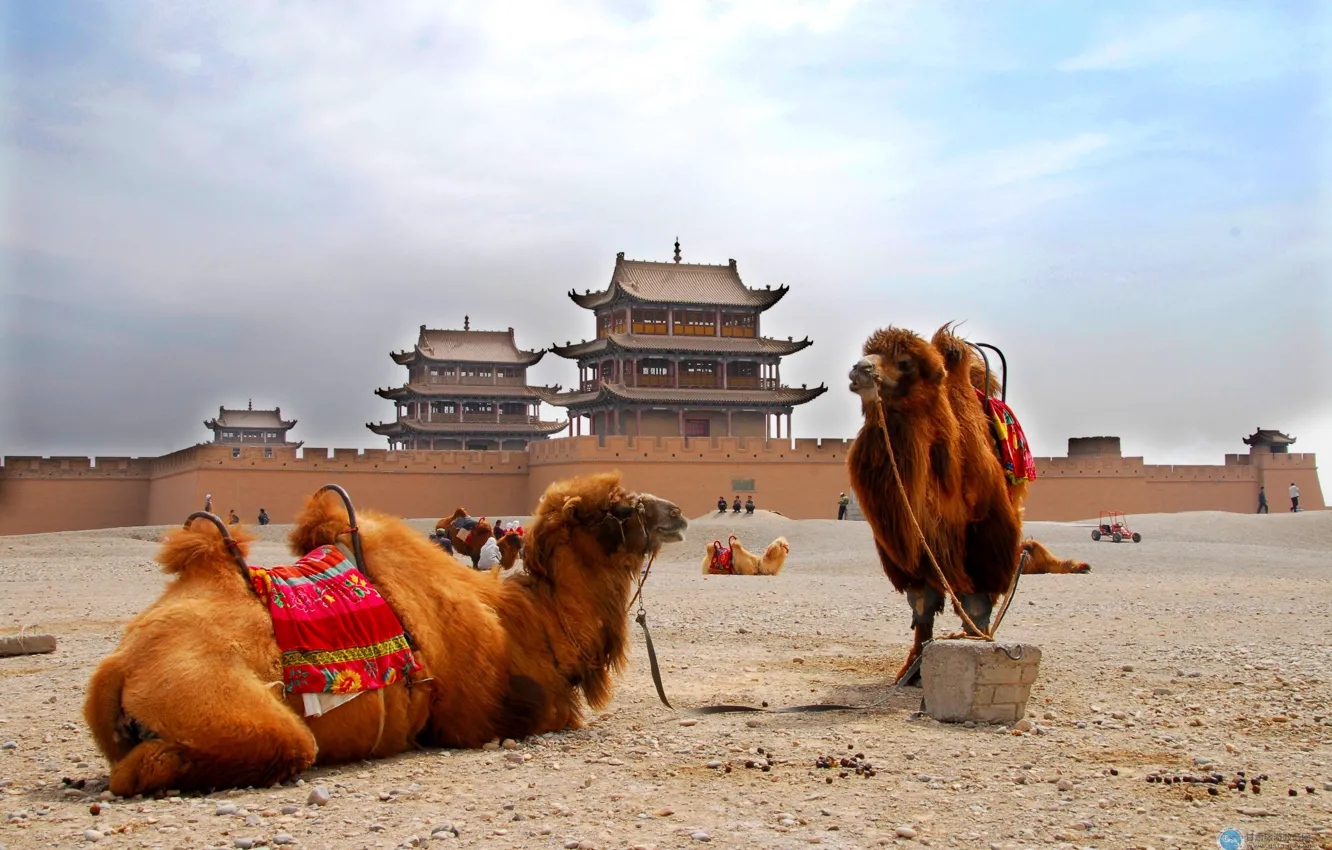 Photo wallpaper the city, wall, camel, China, the Palace of the rulers, Yunnan