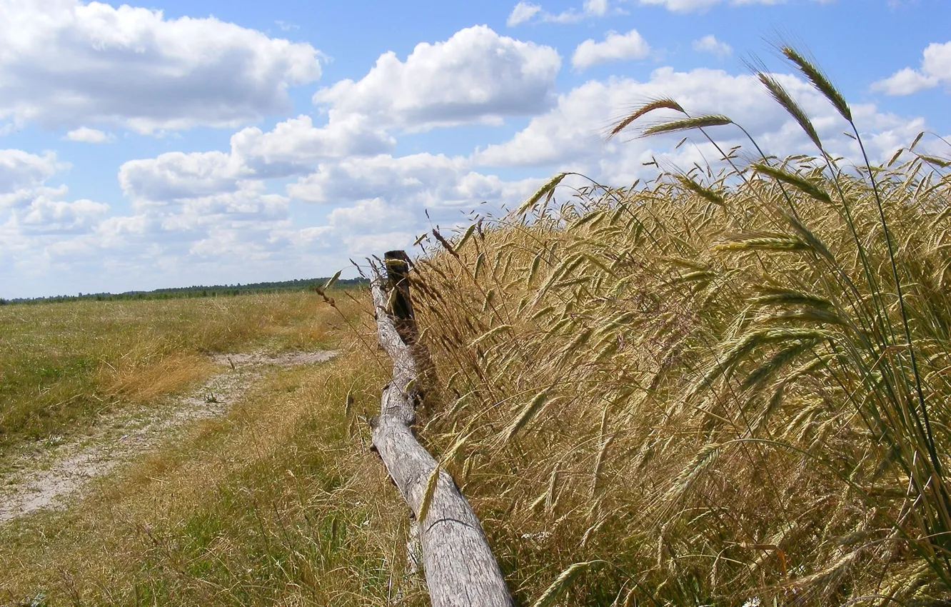 Photo wallpaper field, clouds, ears