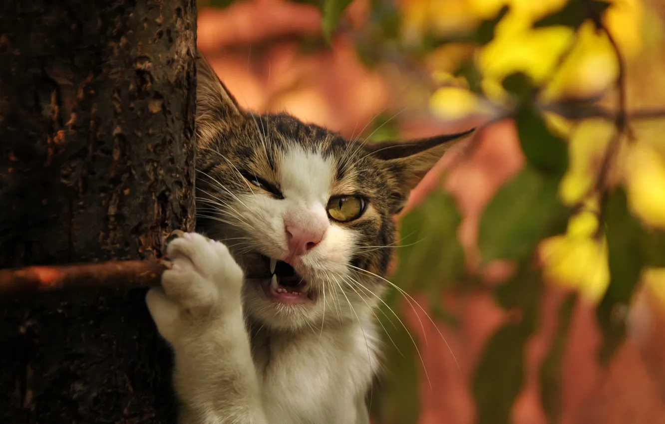 Photo wallpaper cat, cat, tree, branch, fangs, trunk