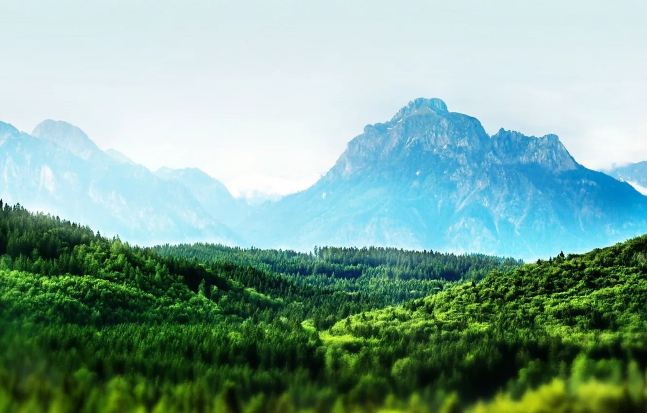 Photo wallpaper forest, mountains, horizon