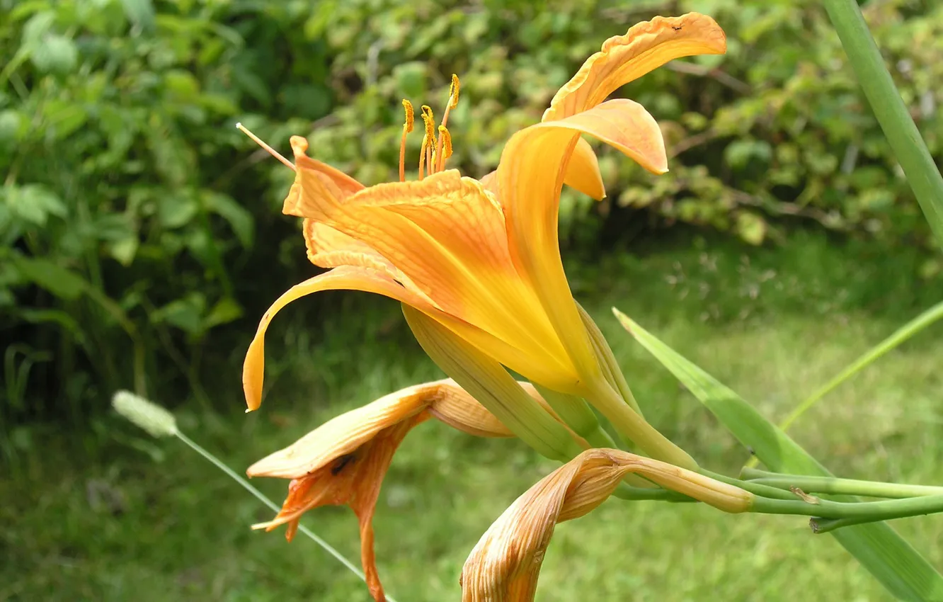 Photo wallpaper summer, the sun, macro, flowers, nature, Lily