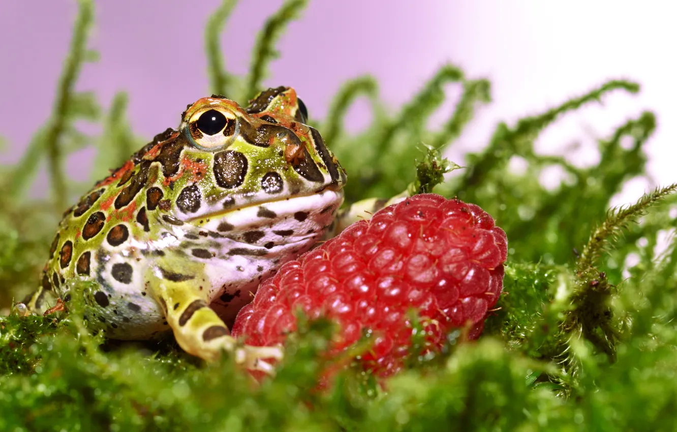 Photo wallpaper grass, raspberry, toad