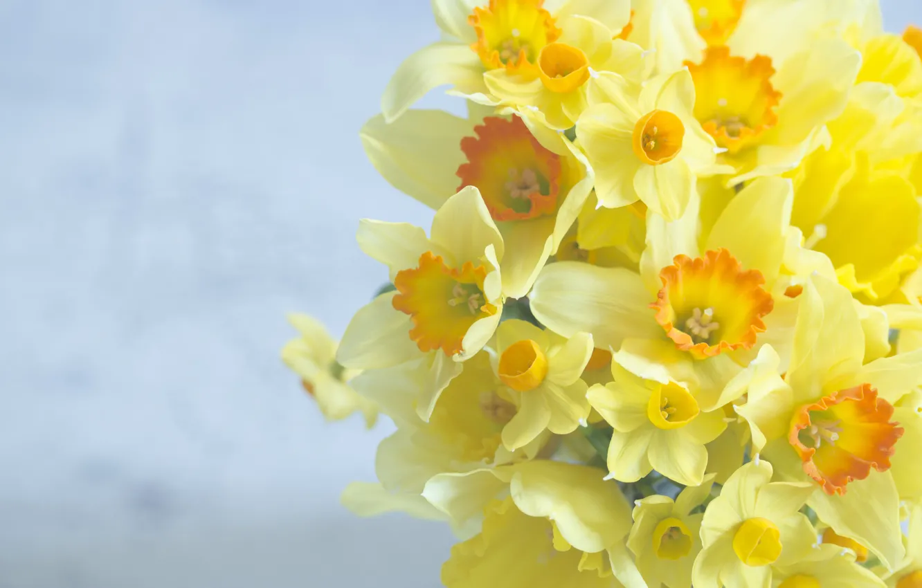 Photo wallpaper background, bouquet, daffodils