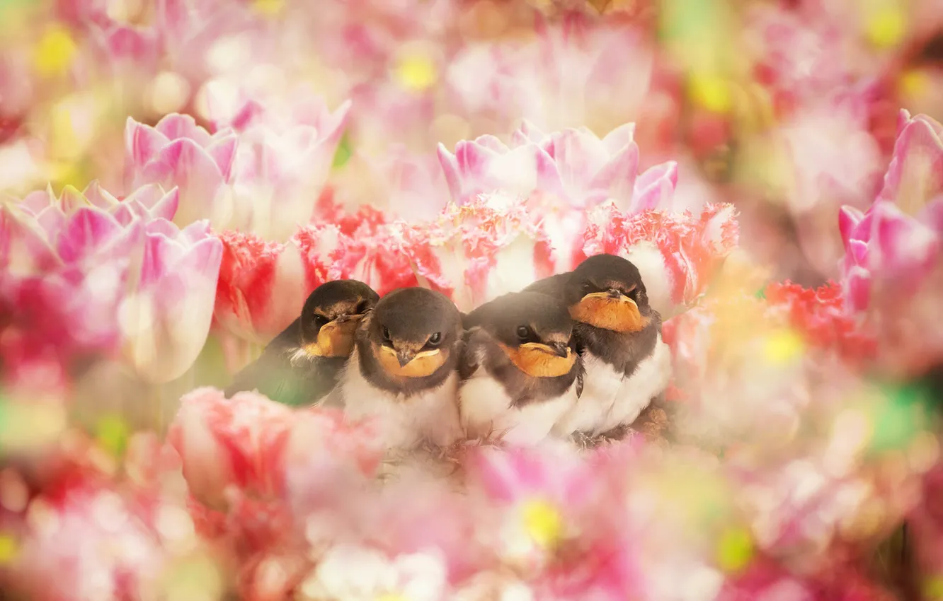 Photo wallpaper bird, treatment, spring, garden, baby, tulips, bird, Chicks