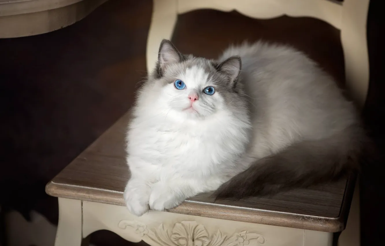 Photo wallpaper cat, look, chair, blue eyes, Ragdoll