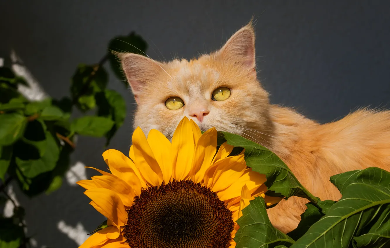 Photo wallpaper cat, sunflower, cat, red cost