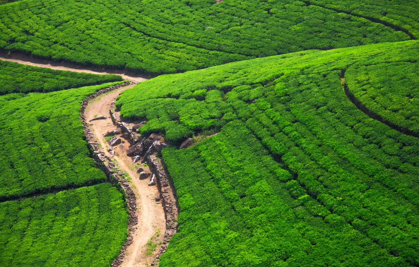 Photo wallpaper road, greens, stones, field, Sunny, the view from the top, plantation, Sri Lanka