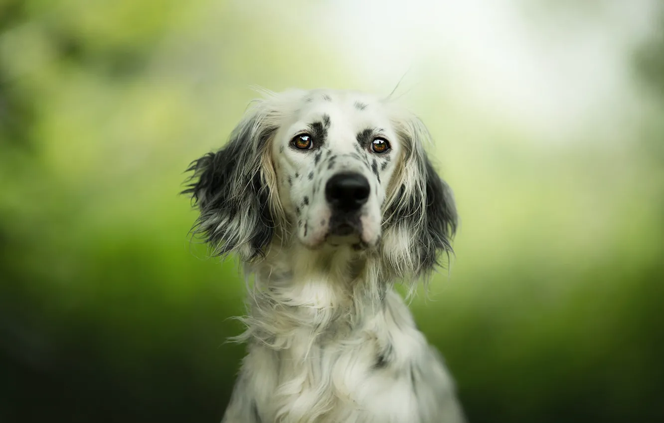 Photo wallpaper look, face, portrait, dog, green background, spotted, setter