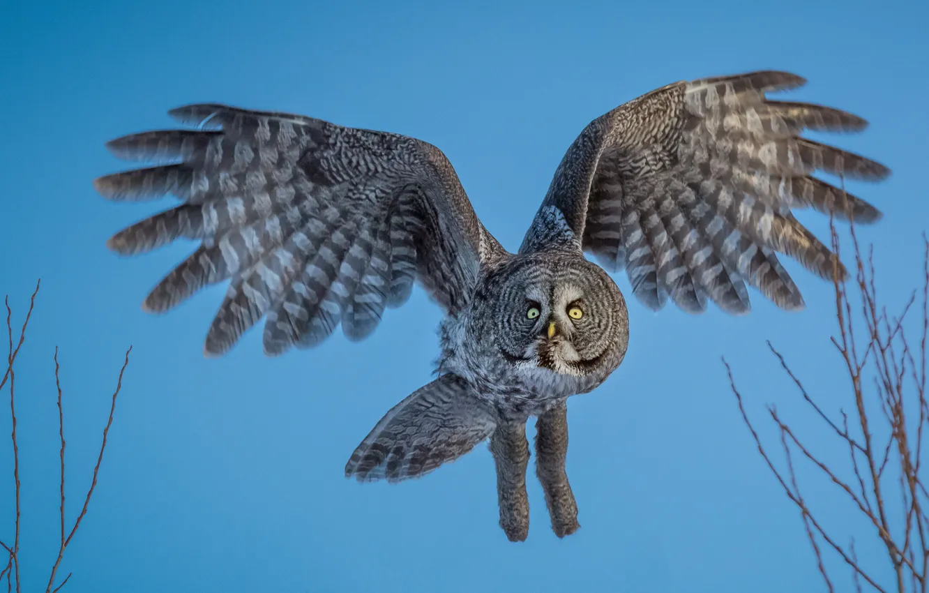 Photo wallpaper flight, owl, bird, Great grey owl