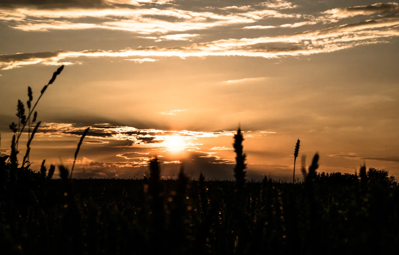 Photo wallpaper summer, sky, field, sunset, beautiful, view, clouds, evening