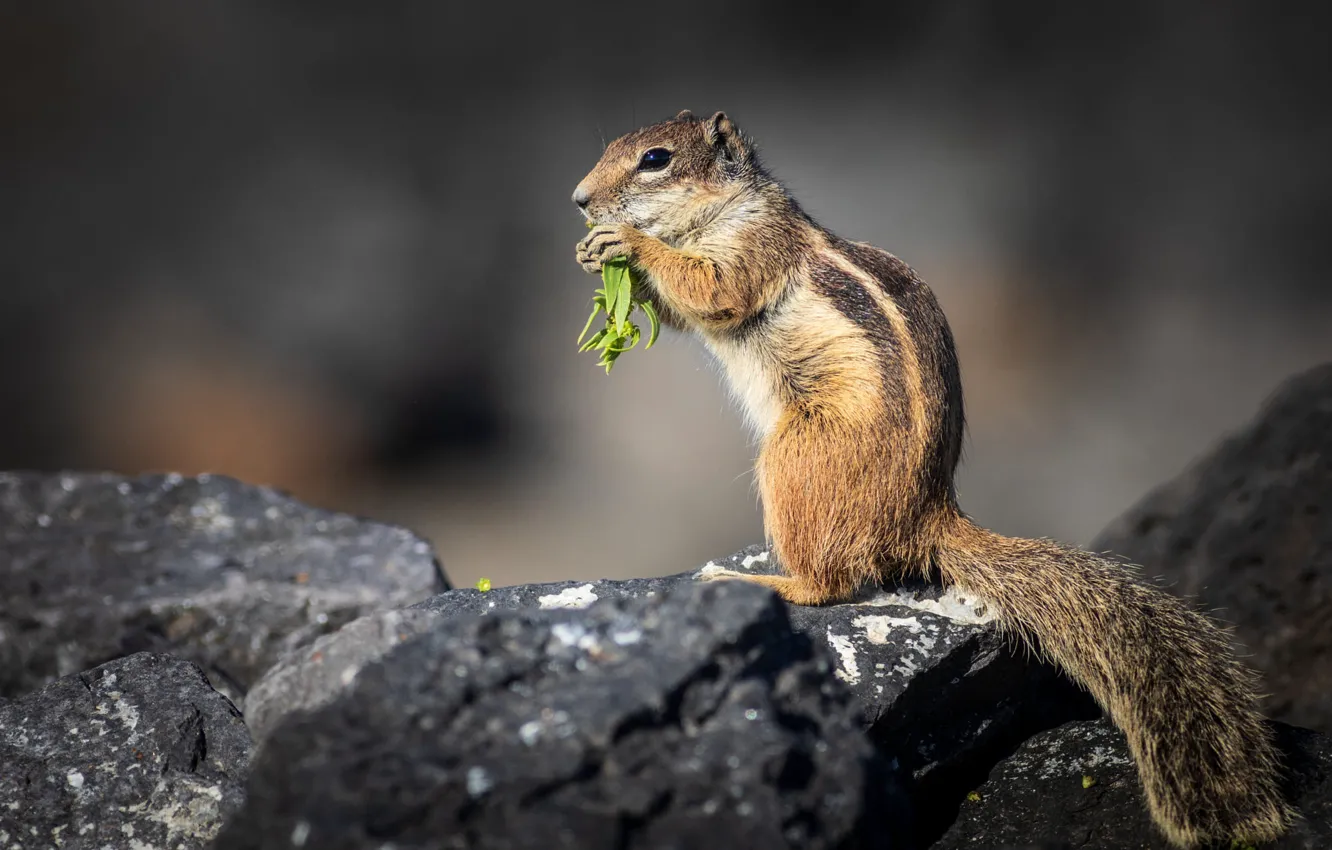 Photo wallpaper look, pose, stones, legs, gopher, stand, lunch, meal