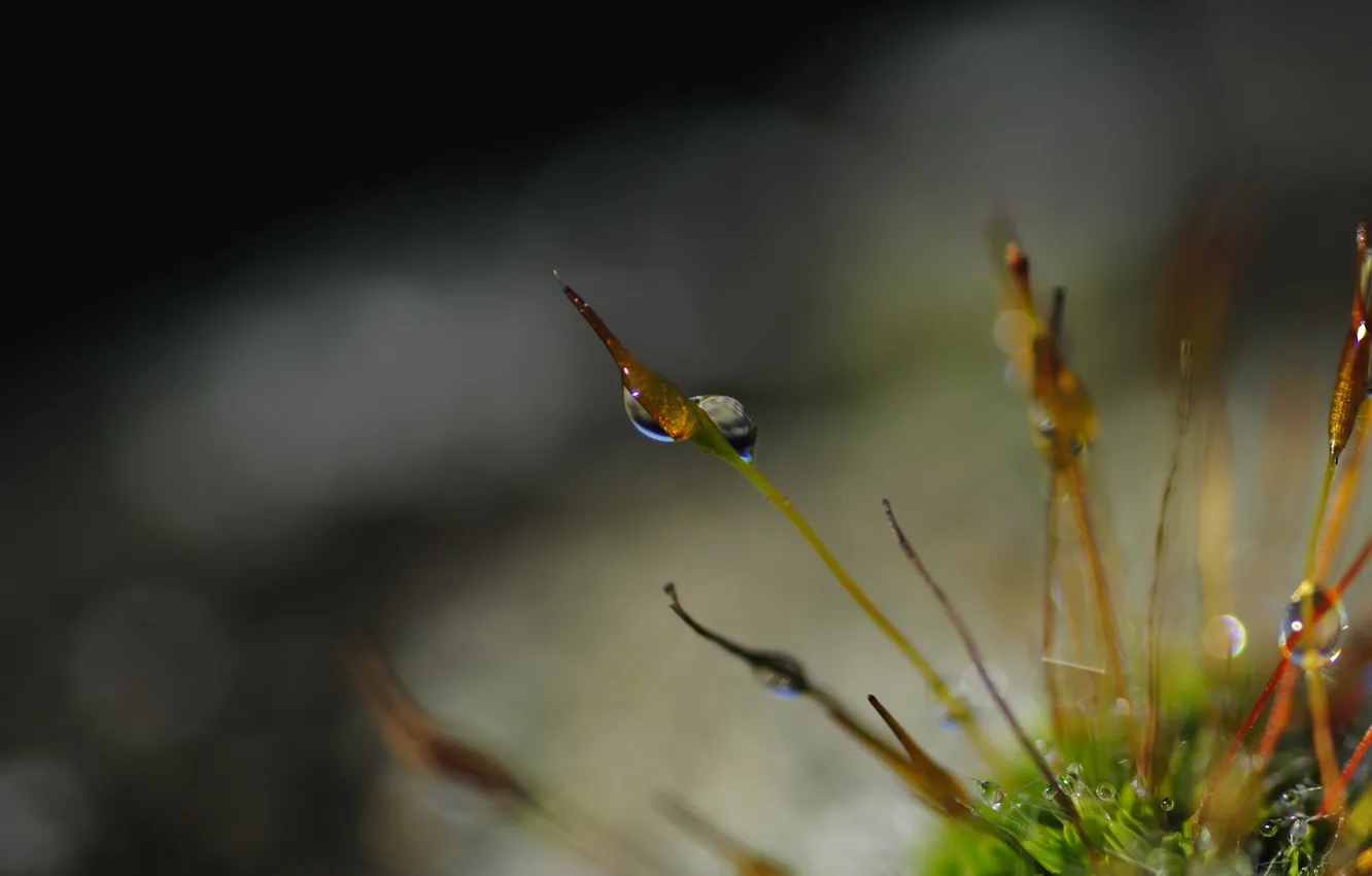Photo wallpaper drops, moss, bokeh
