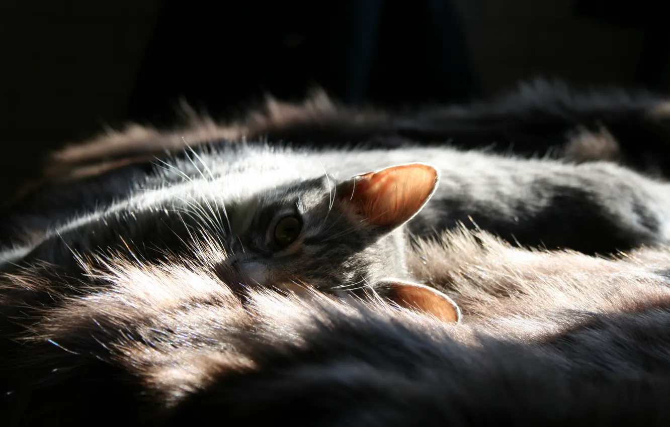 Photo wallpaper cat, look, fur, ears