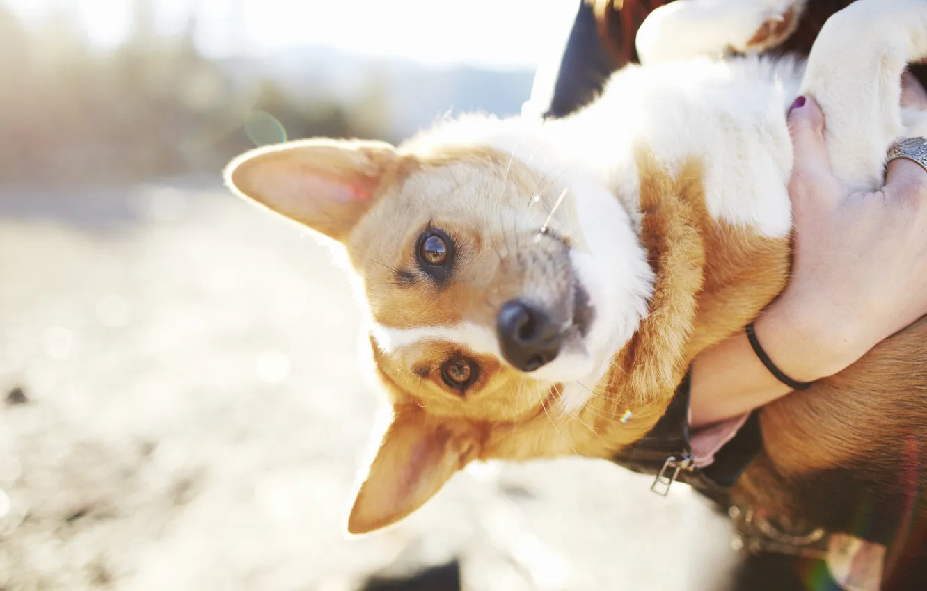 Photo wallpaper look, mood, dog, dog