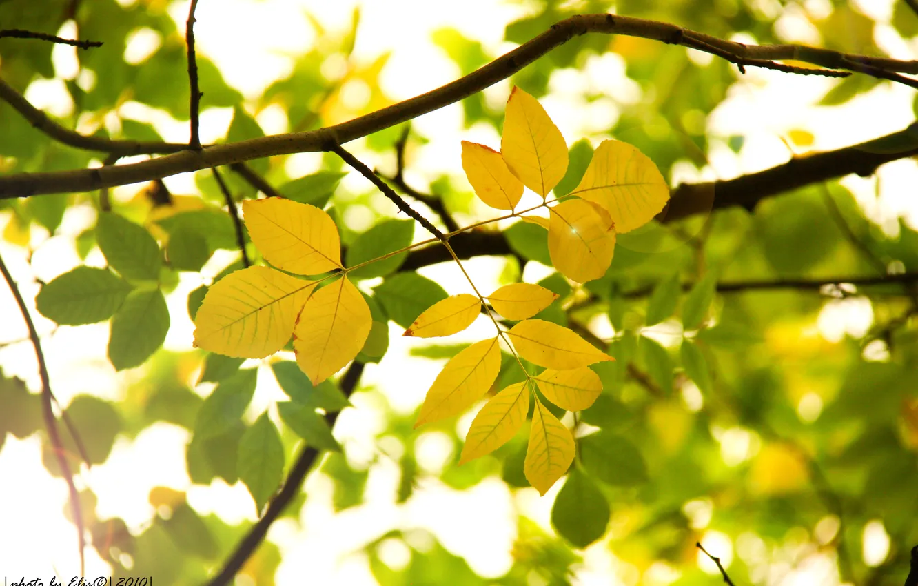 Photo wallpaper autumn, leaves, the sun, macro, yellow, nature