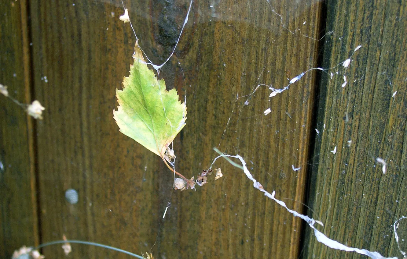 Photo wallpaper summer, web, birch, birch leaf, dry birch leaf