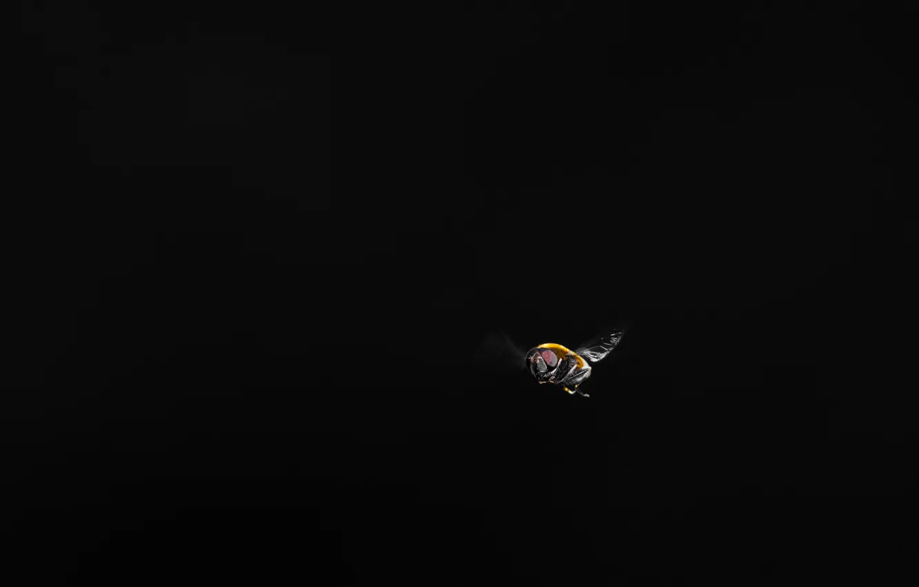 Photo wallpaper flight, fly, black background, Daria, macro photography of insects