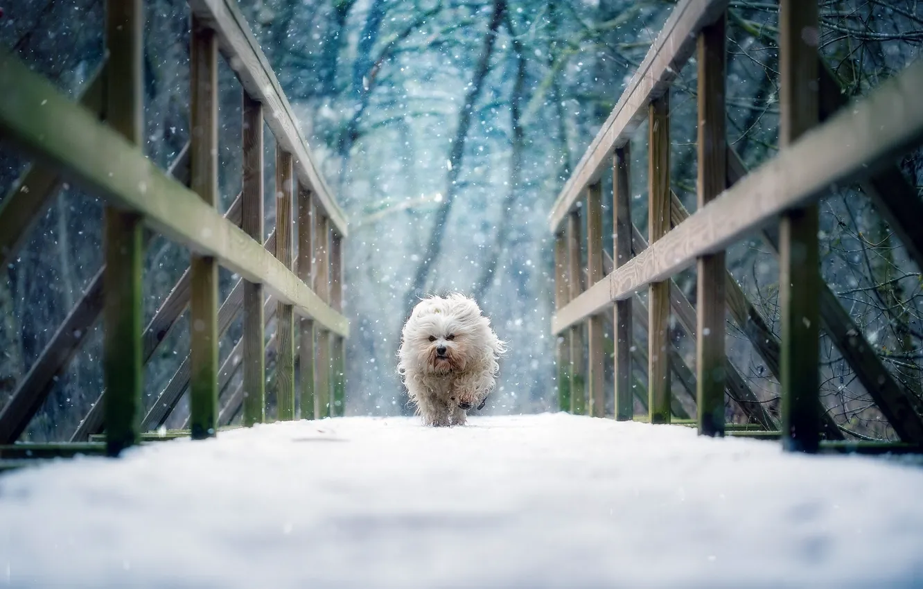 Photo wallpaper winter, snow, bridge, dog, The Havanese