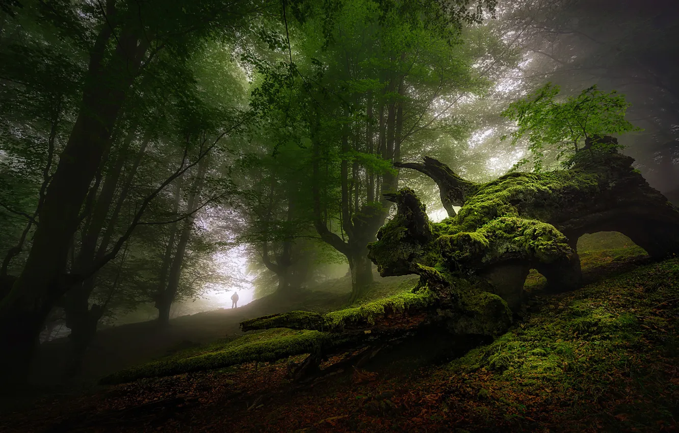 Photo wallpaper forest, nature, snag