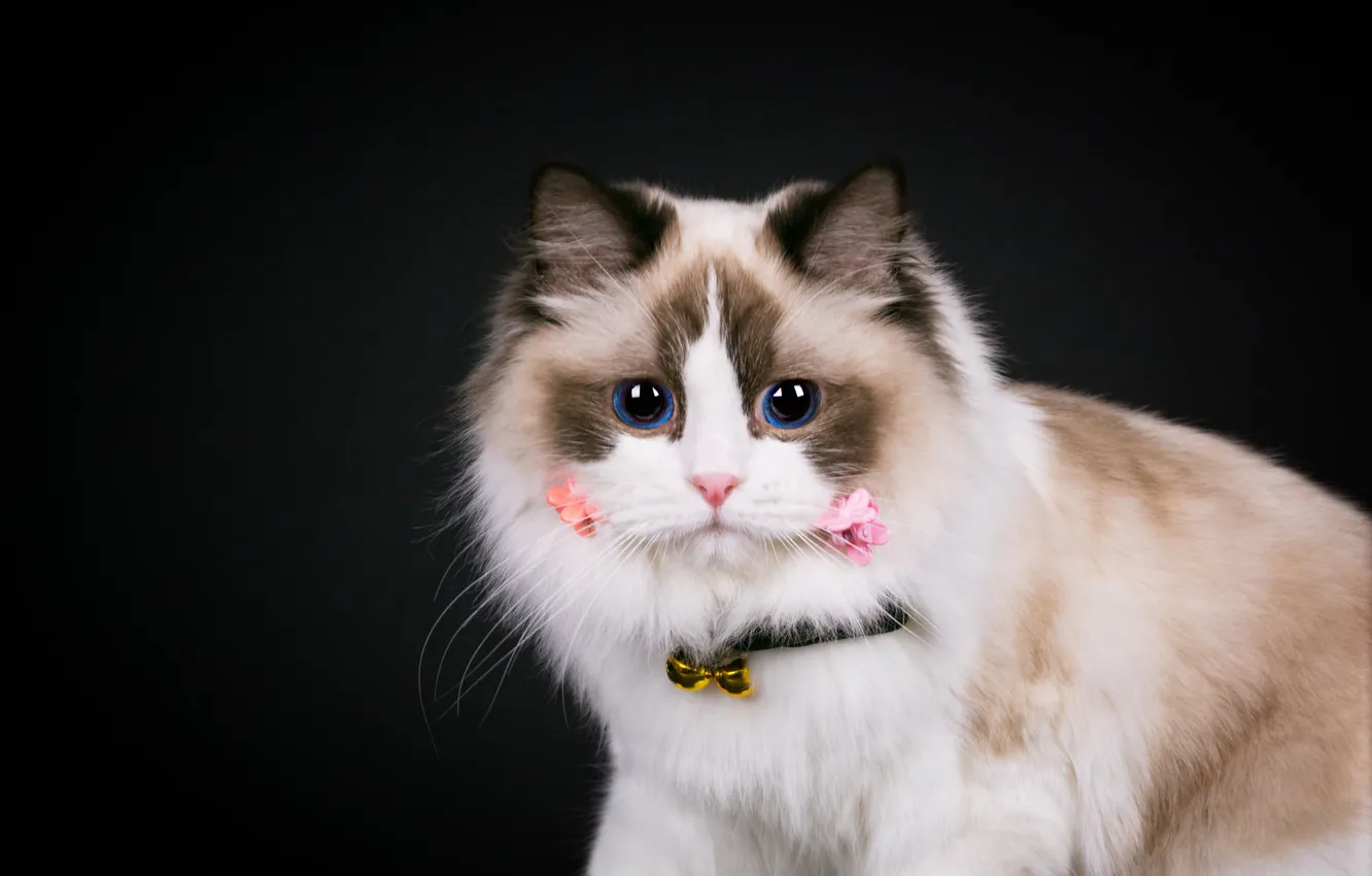 Photo wallpaper cat, cat, black background, Ragdoll