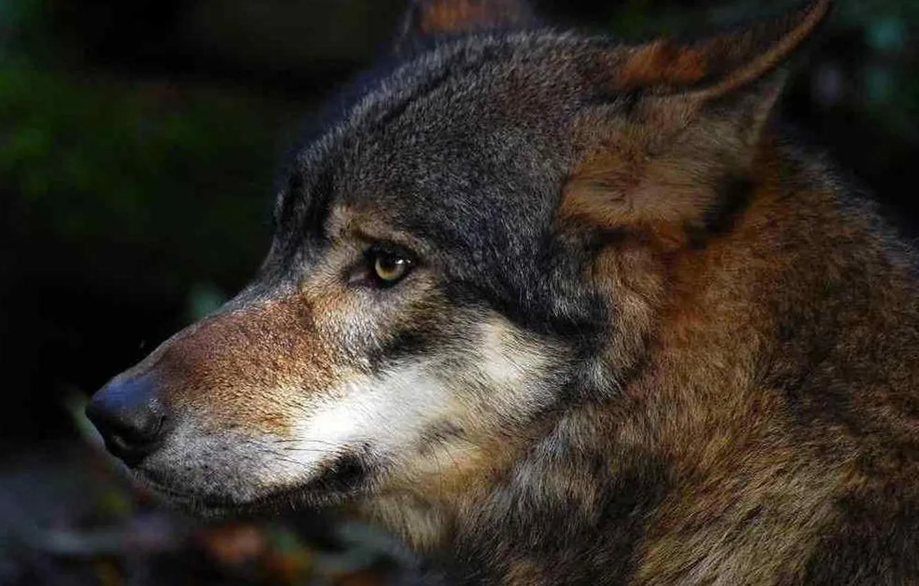 Photo wallpaper Predator, nature, snow, face, animal, wolf, canis lupus, wildlife