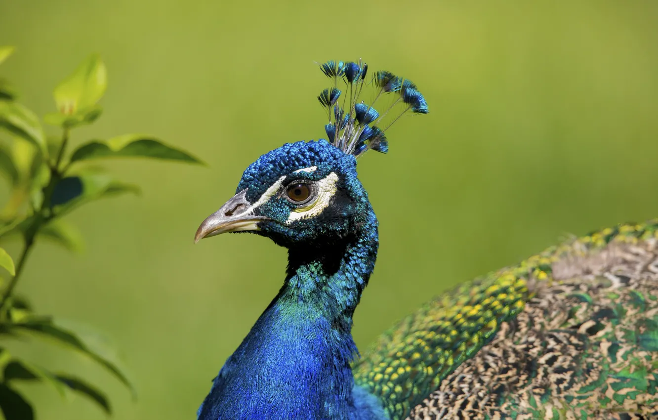 Photo wallpaper blue, bird, peacock