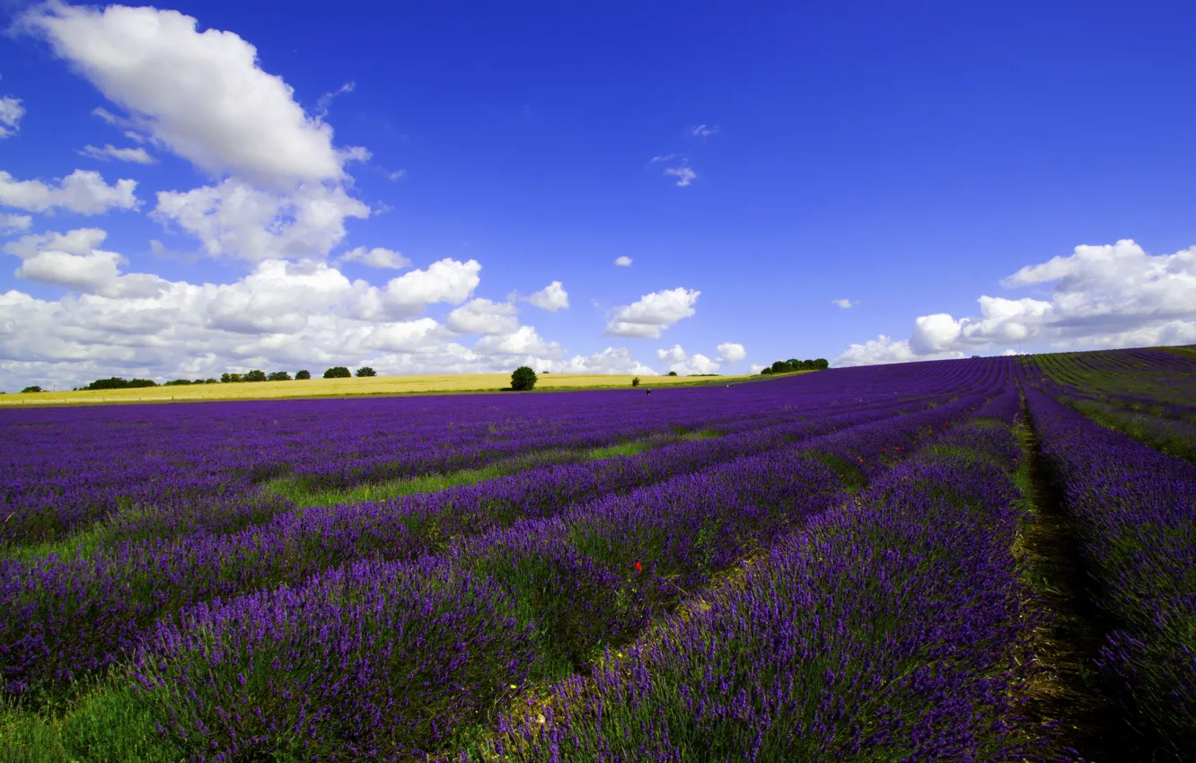 Photo wallpaper field, summer, the sky, clouds, trees, flowers, blue, dal