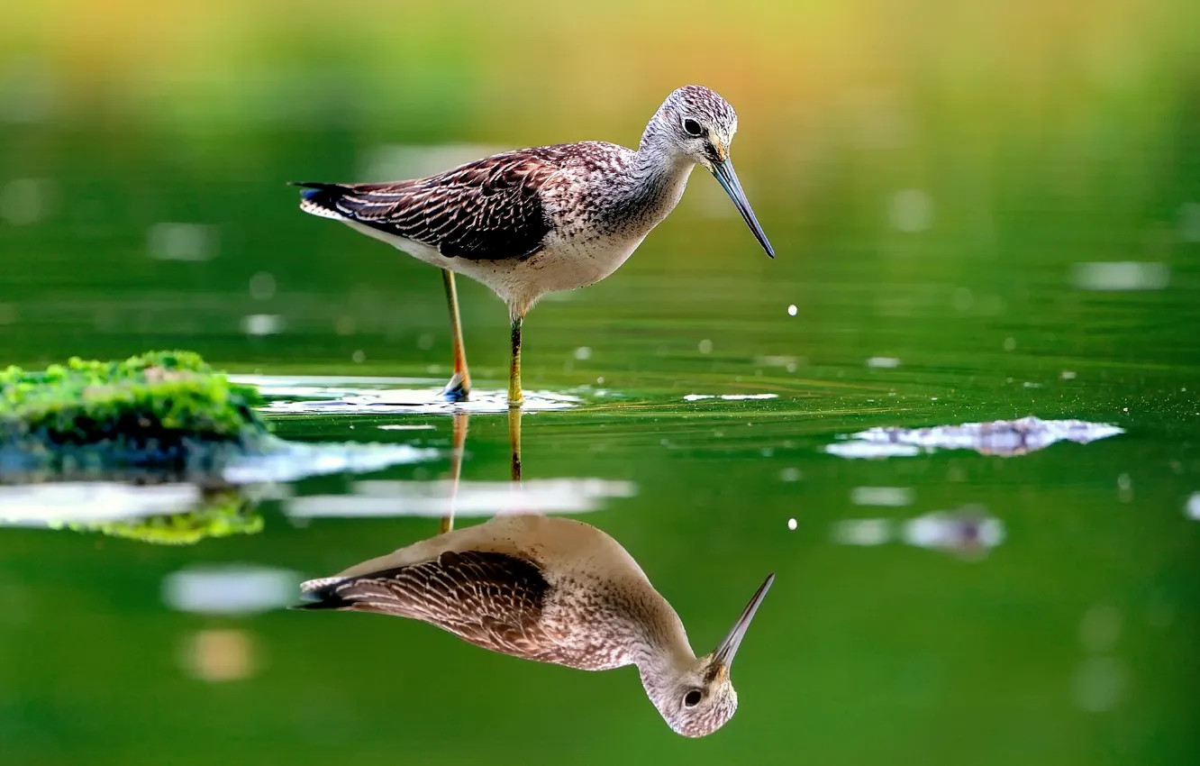 Photo wallpaper water, reflection, bird, razmytost