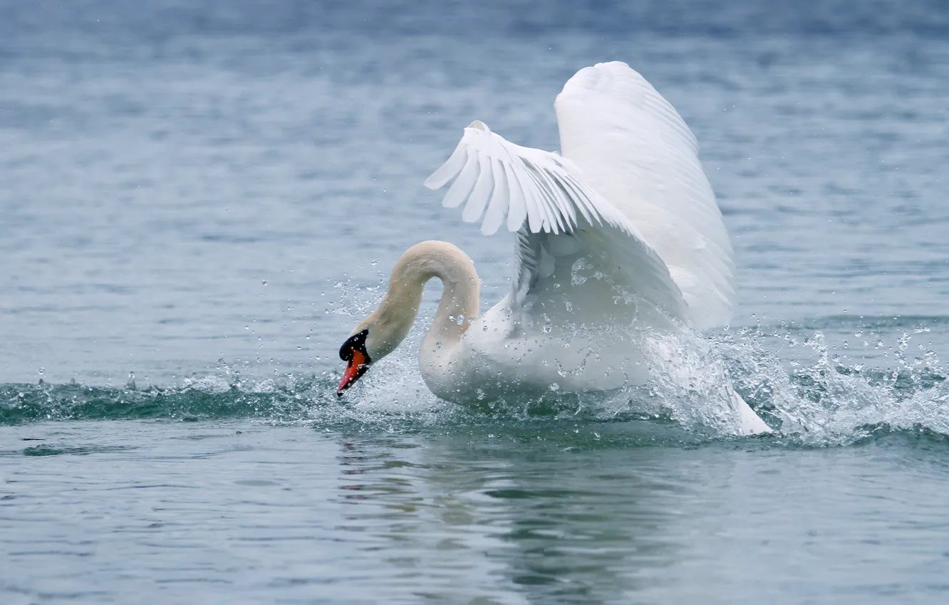 Photo wallpaper white, water, squirt, nature, bird, wings, curves, swans