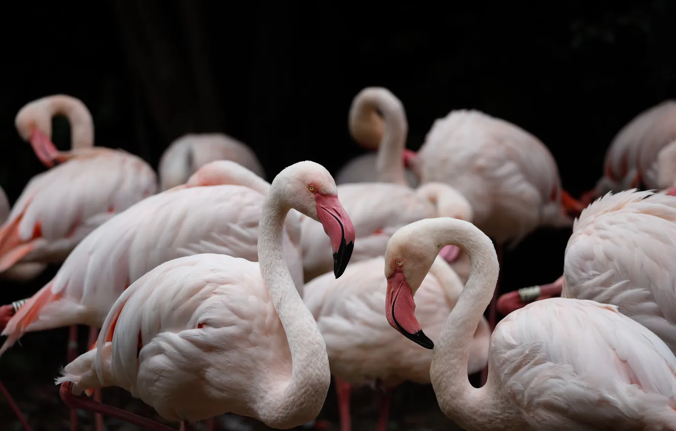 Photo wallpaper nature, bird, Flamingo