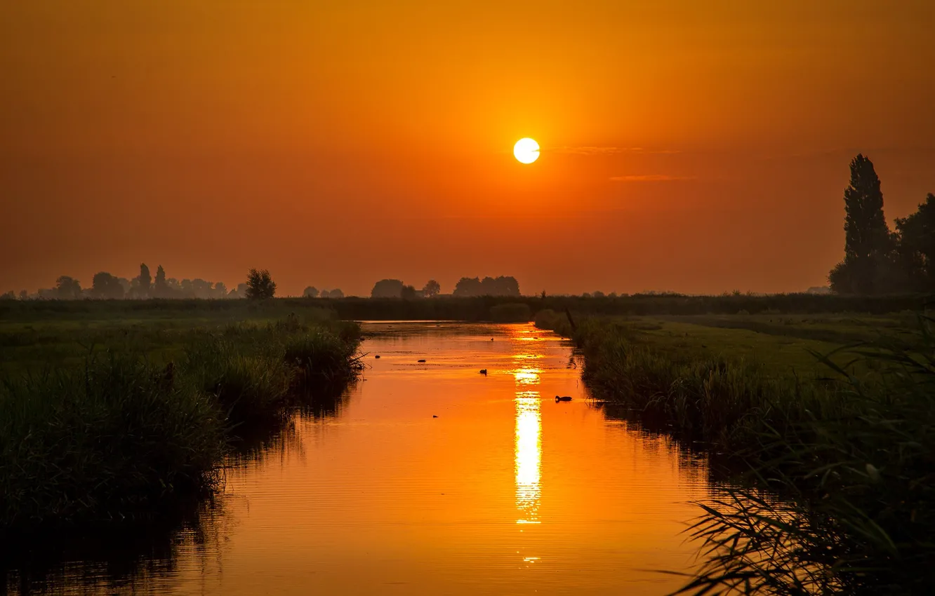 Photo wallpaper grass, the sun, sunset, river, shore, duck, dal, the evening