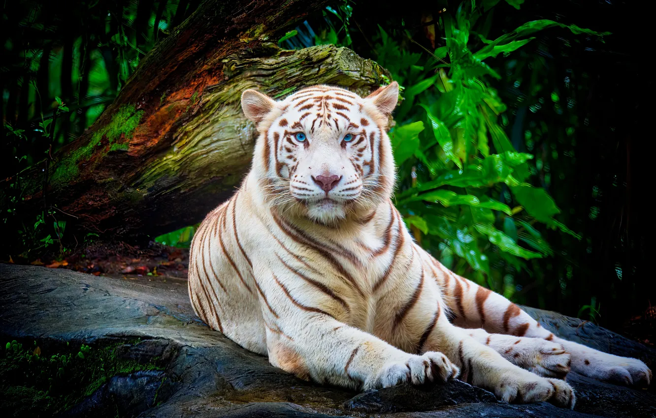 Photo wallpaper white, look, face, nature, tiger, pose, stones, foliage