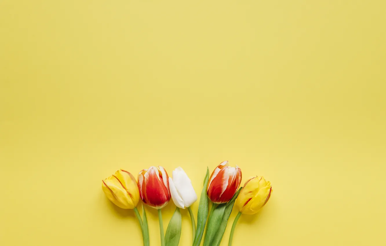 Photo wallpaper flowers, bouquet, tulips, yellow background