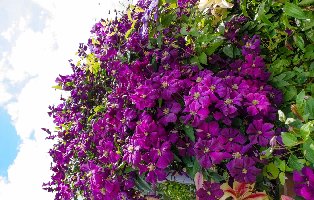 Photo wallpaper summer, flowers, clematis