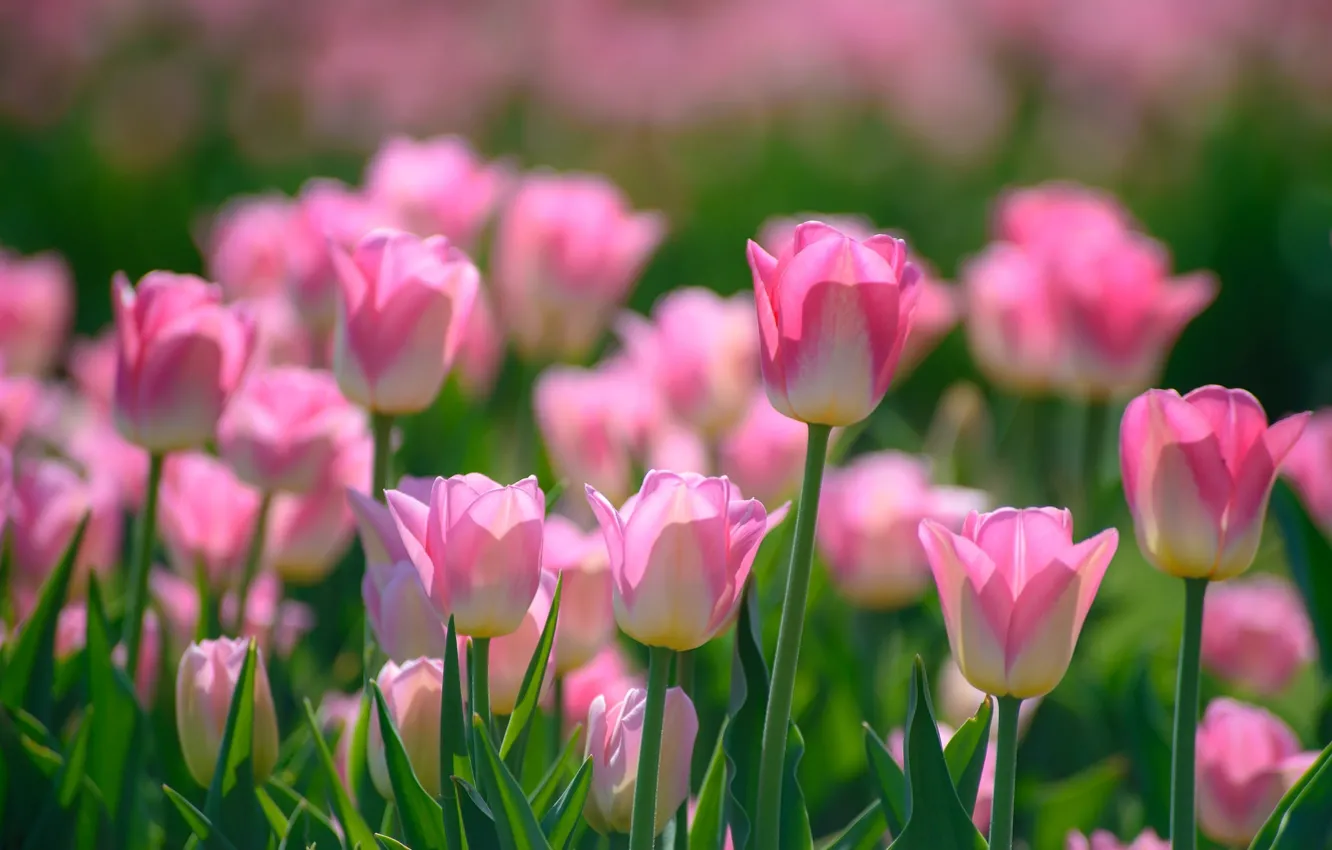 Photo wallpaper pink, spring, tulips, buds