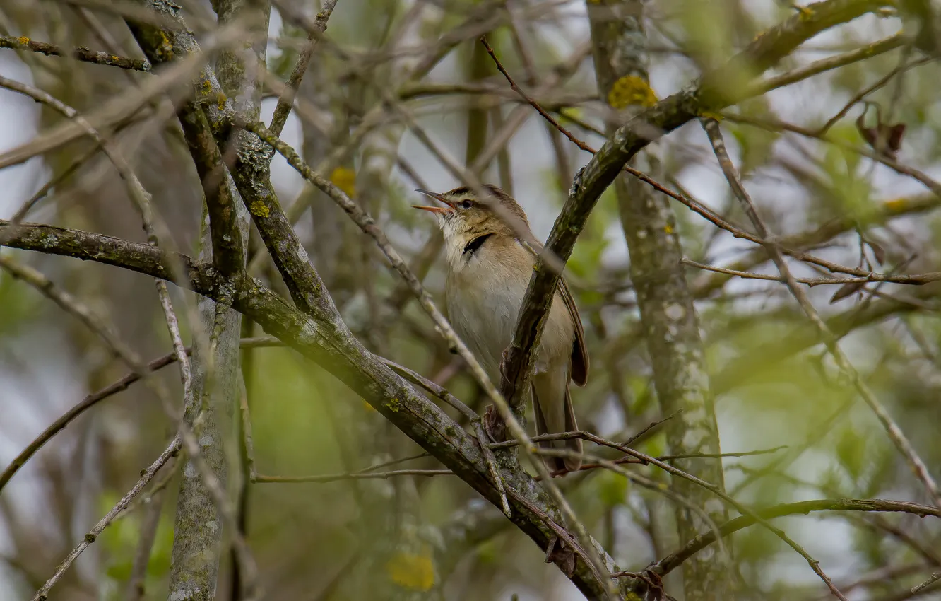 Photo wallpaper nature, bird, spring, sings, sedge Warbler