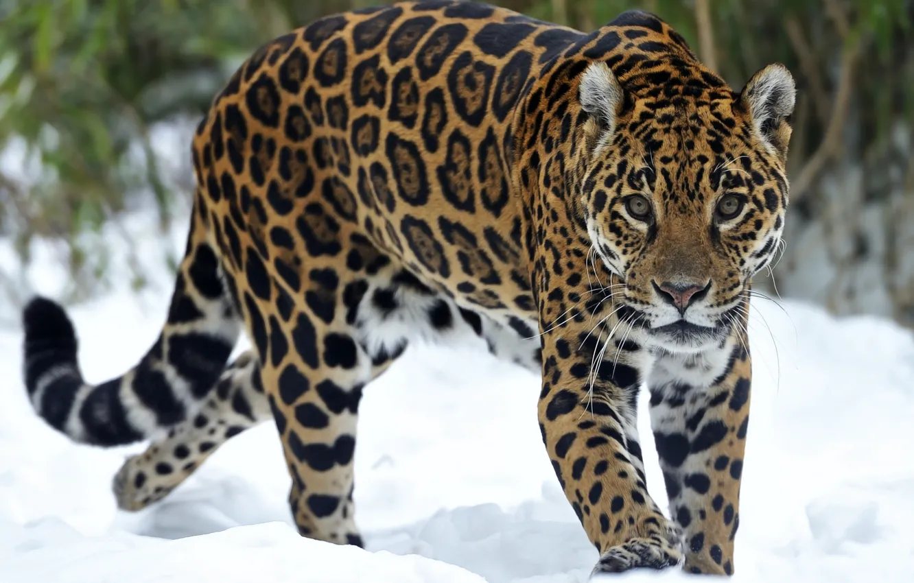 Photo wallpaper look, snow, predator, Jaguar