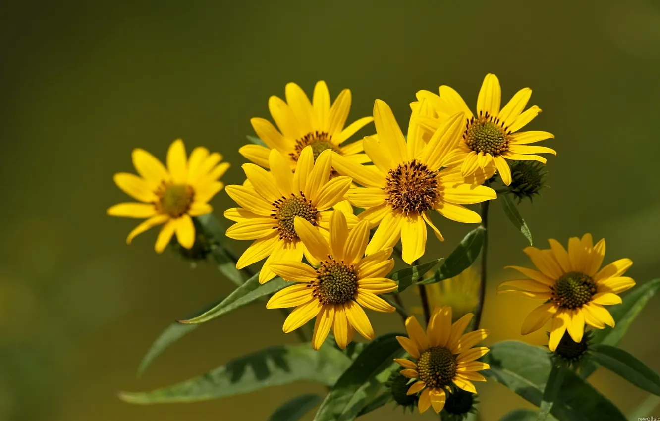 Photo wallpaper wallpaper, flower, yellow