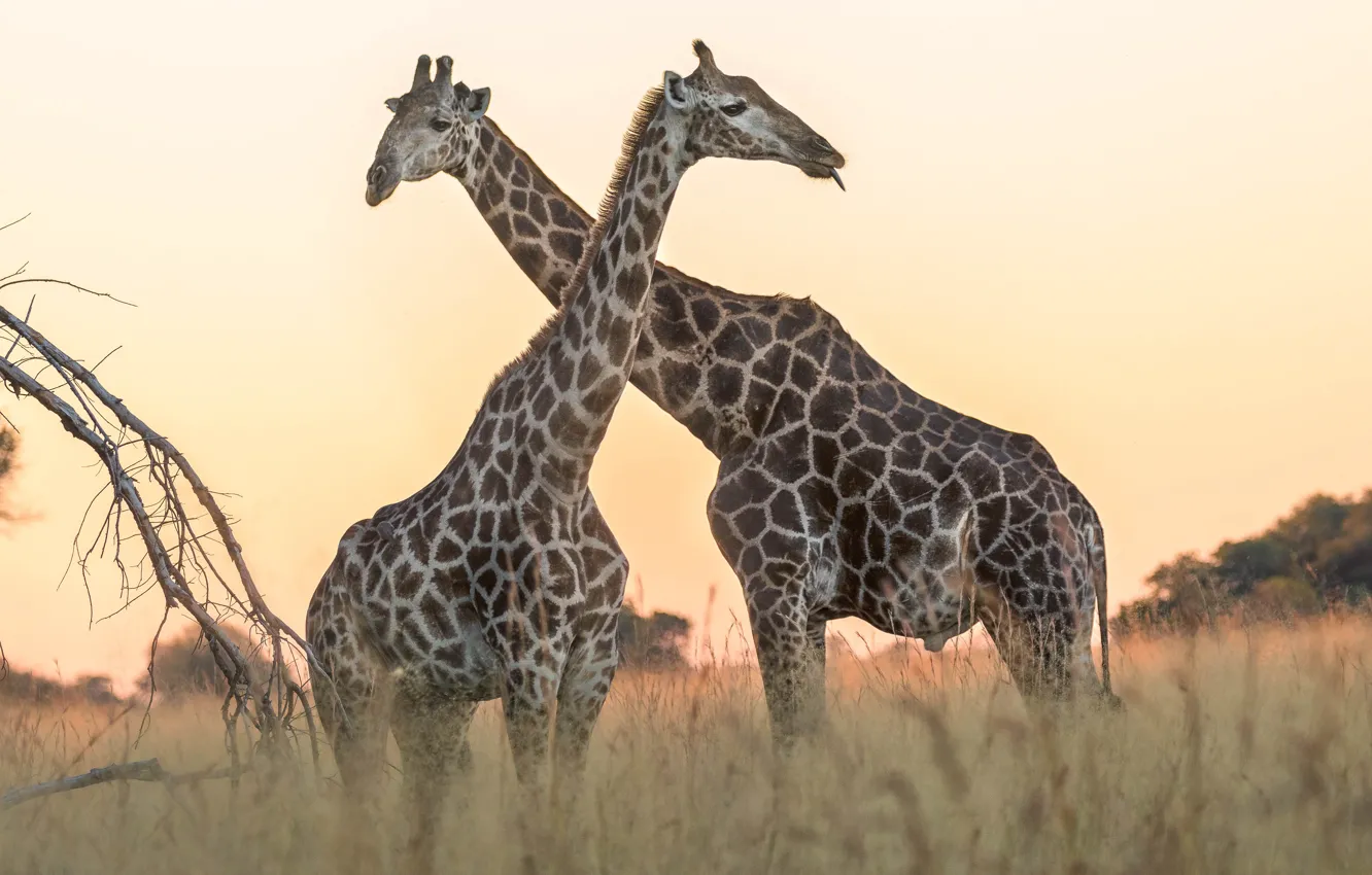 Photo wallpaper field, the sky, grass, nature, two, giraffe, pair, Savannah