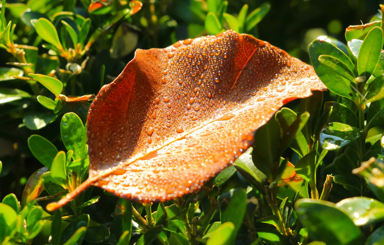 Photo wallpaper autumn, drops, leaf, fall