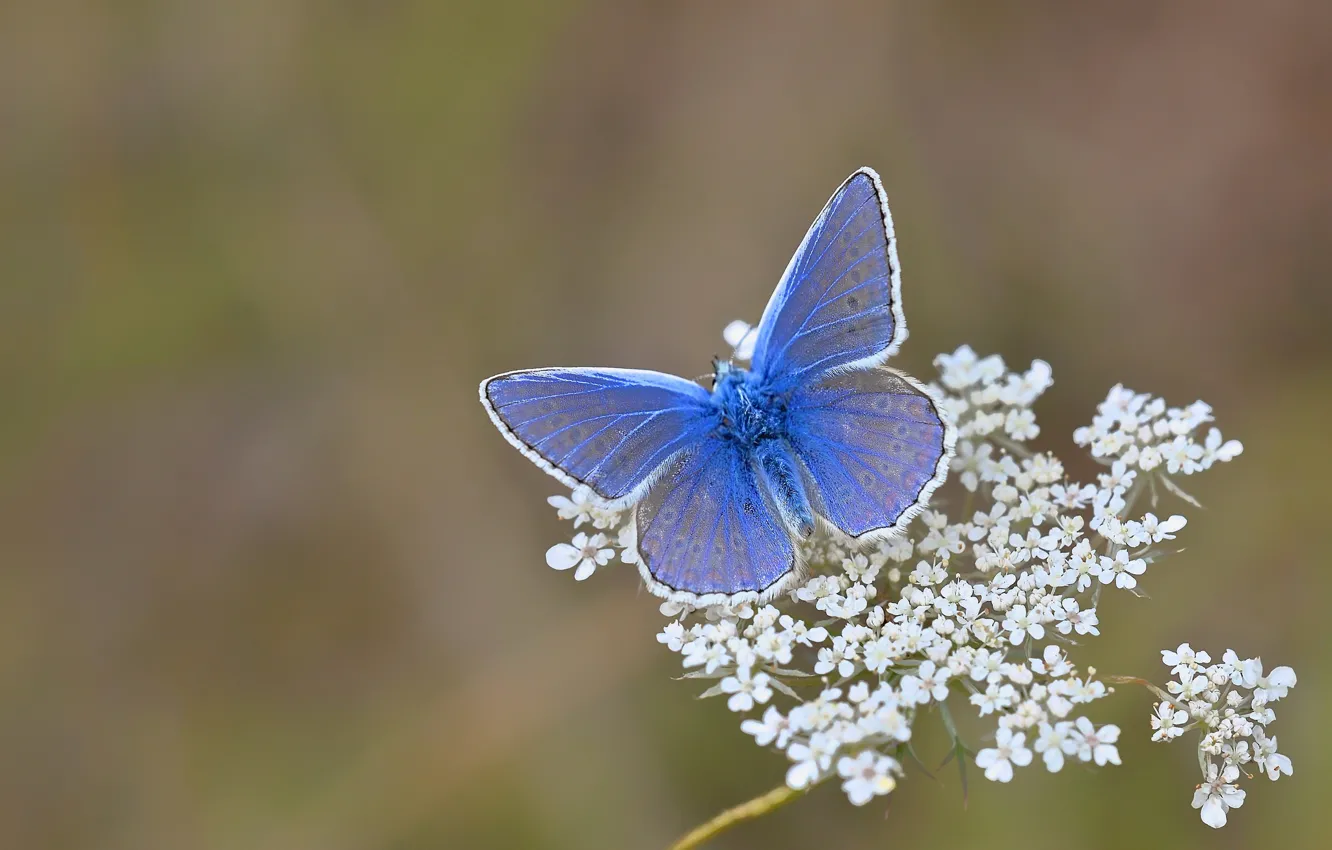 Photo wallpaper flowers, nature, butterfly, moth