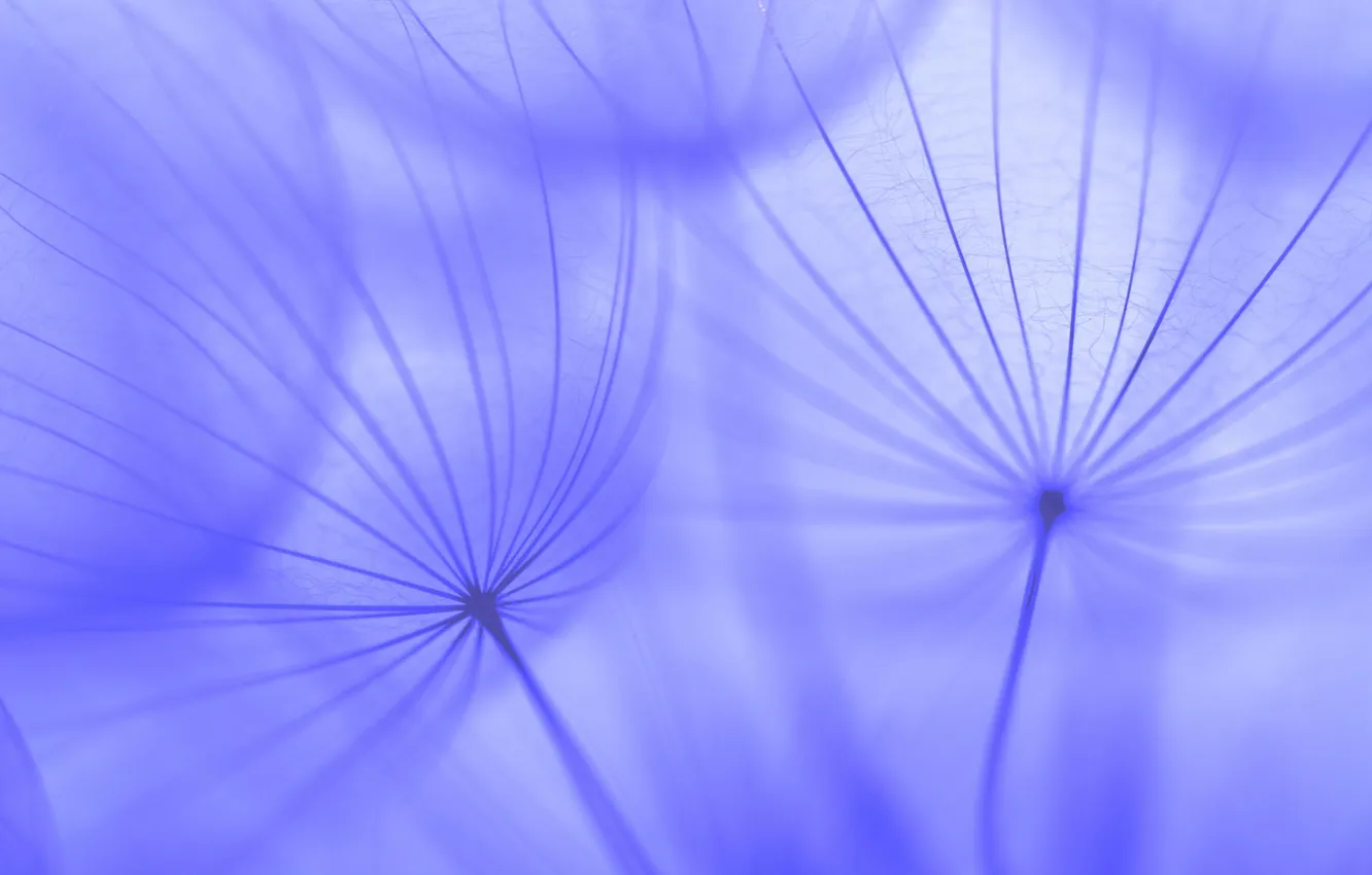 Photo wallpaper macro, flowers, nature