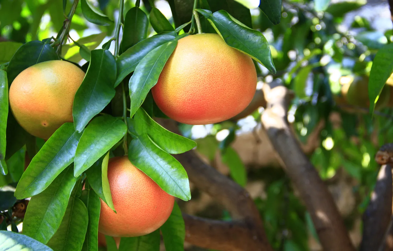 Photo wallpaper nature, food, tree, grapefruit