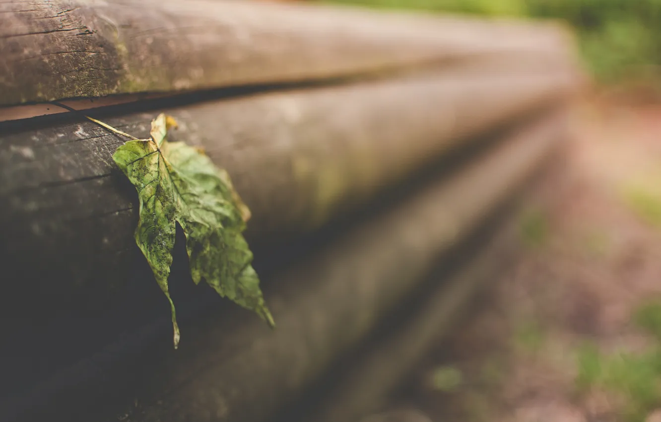 Photo wallpaper leaves, macro, Board, razmytost