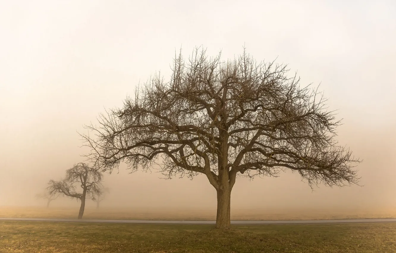 Photo wallpaper field, trees, fog